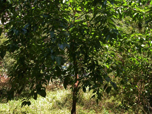 Vivers Càrex - Maclura pomifera